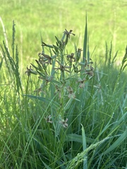 Hesperis tristis, photograph (c) Евгений Рыбальченко, some rights reserved (CC BY)