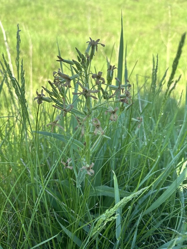 Hesperis tristis, photograph 4