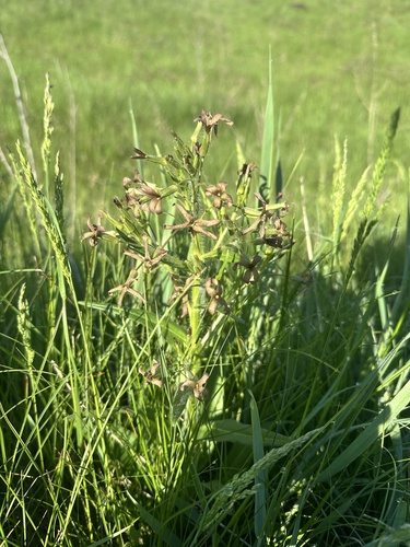 Hesperis tristis, photograph 5