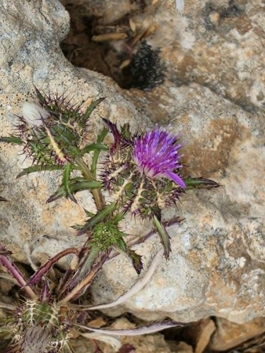 Birdcage Thistle