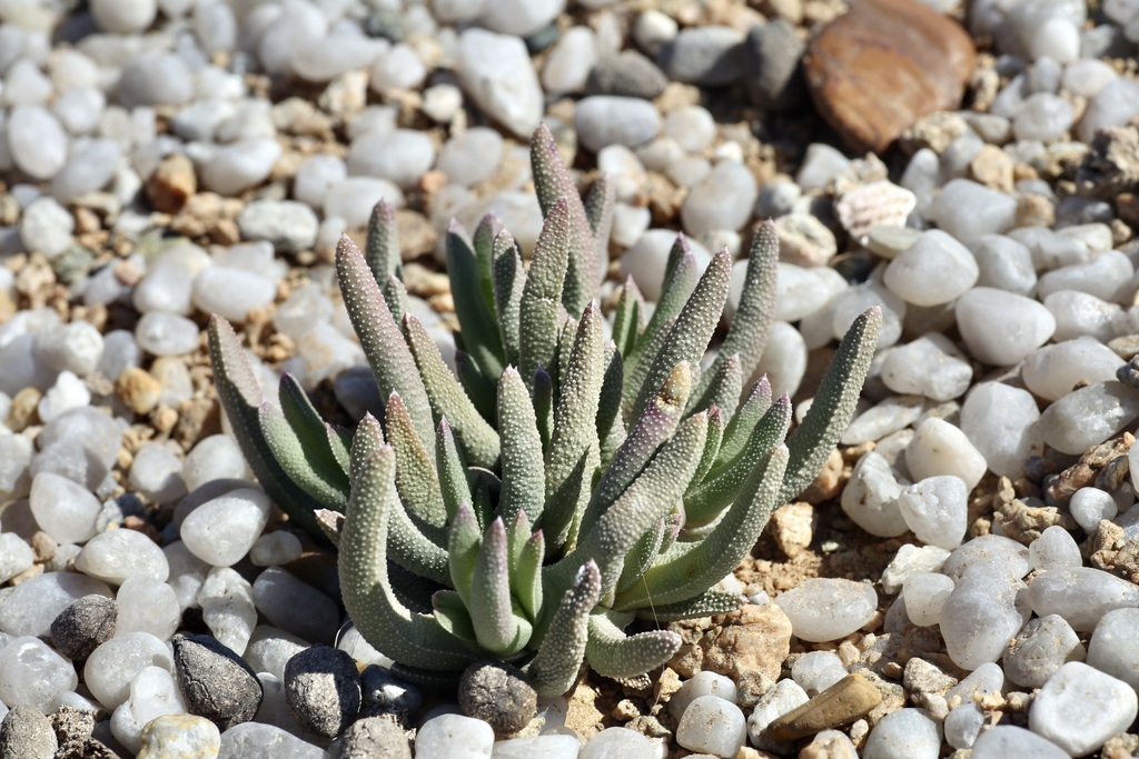Cheiridopsis aspera, Намаква, Южная Африка