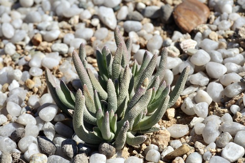 Cheiridopsis aspera