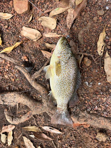 Spangled Perch