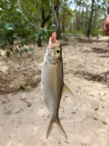 Indo-Pacific Tarpon