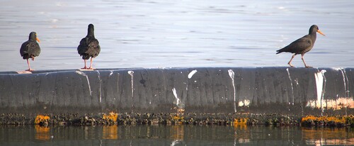 iNaturalist image