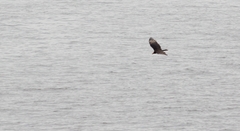 Cathartes melambrotus