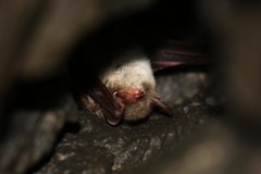 Myotis