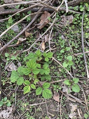 Rubus phoenicolasius