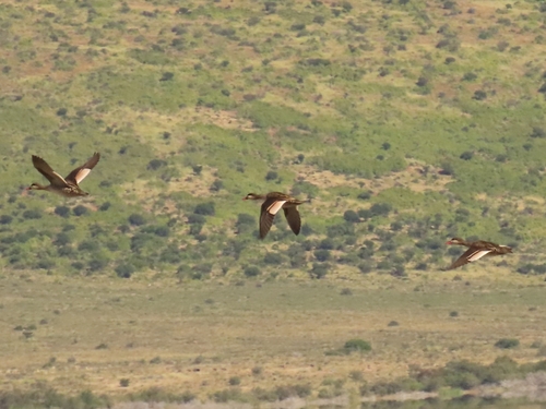 iNaturalist image