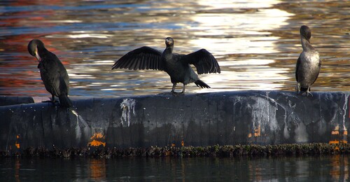 iNaturalist image