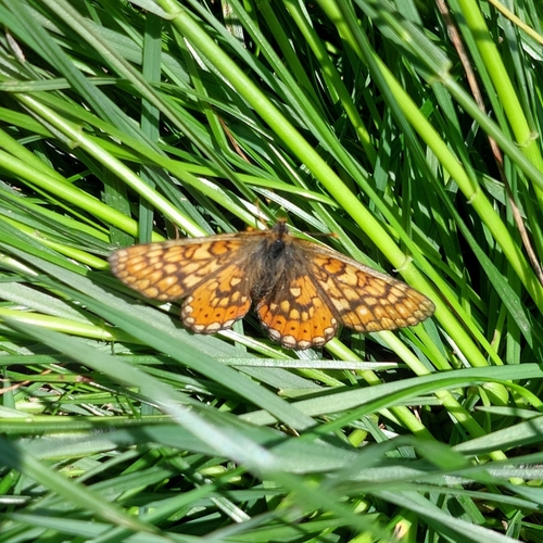 Marsh Fritillary