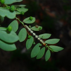 Melanchroia chephise