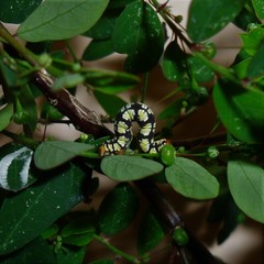 Melanchroia chephise