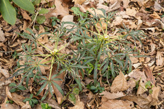 Helleborus foetidus