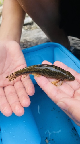 Lake hillstream loach (Formosania lacustre) — Balitoridae — 3