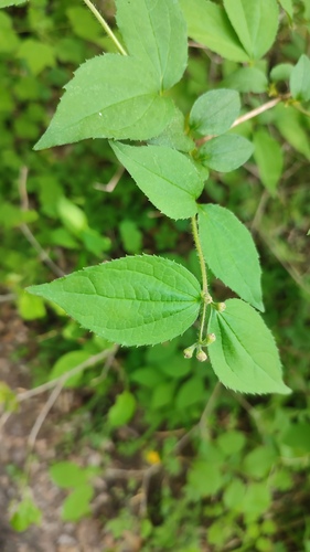 Philadelphus tenuifolius, photograph 6