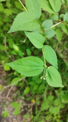 Philadelphus tenuifolius, photograph (c) Svyatoslav Knyazev, some rights reserved (CC BY)