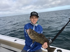 Mycteroperca microlepis