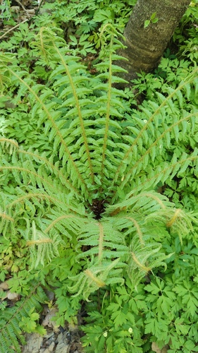 Dryopteris crassirhizoma, photograph 6