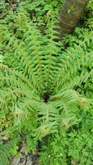 Dryopteris crassirhizoma, photograph (c) Svyatoslav Knyazev, some rights reserved (CC BY)