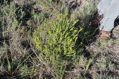 Aspalathus pinguis pinguis