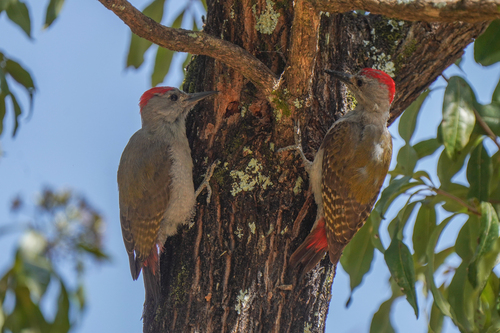 iNaturalist image