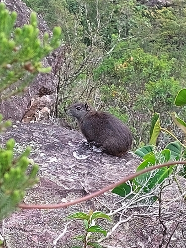 Rock Cavy