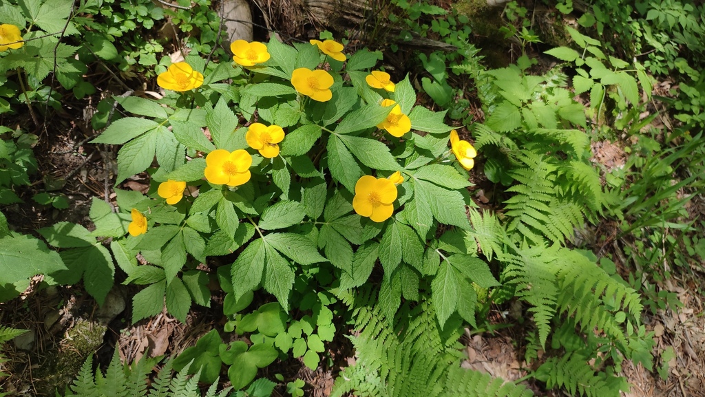 Hylomecon vernalis; photograph (c) Svyatoslav Knyazev, some rights reserved (CC BY)