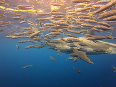 Trachurus