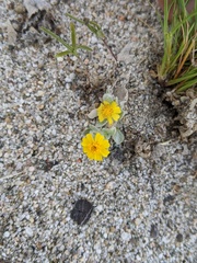 Eriophyllum wallacei