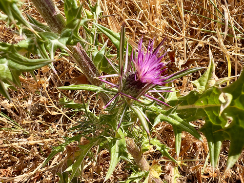 Notobasis syriaca, photograph 6