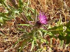 Notobasis syriaca, photograph (c) paulchallinor, some rights reserved (CC BY)