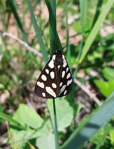 Cream-spot Tiger