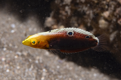 Halichoeres iridis observed 2026-05-16