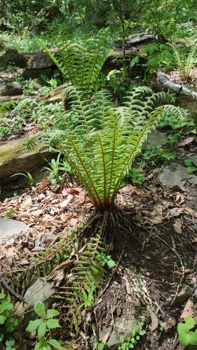 Dryopteris crassirhizoma, photograph 5
