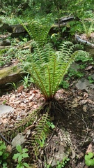 Dryopteris crassirhizoma, photograph (c) Svyatoslav Knyazev, some rights reserved (CC BY)