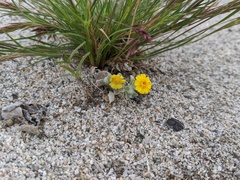 Eriophyllum wallacei