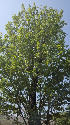 Terminalia chebula observed 2026-05-16