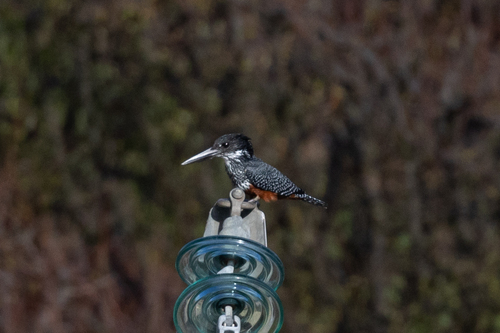 iNaturalist image