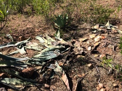 Agave durangensis