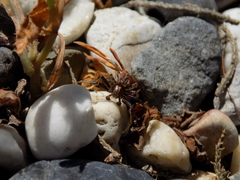 Xysticus californicus