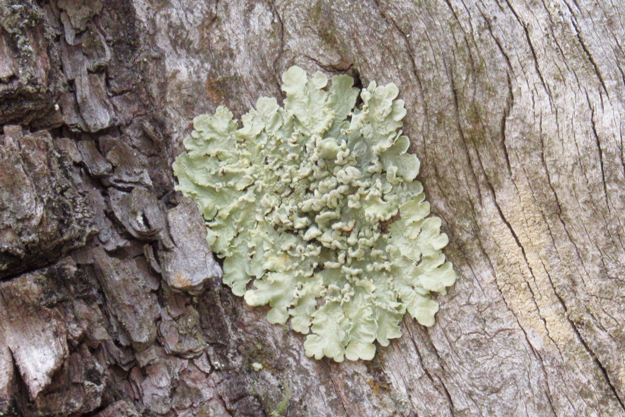 Flavopunctelia soredica image