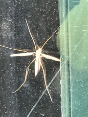 Tipulomorpha