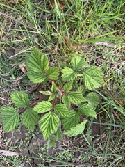 Rubus phoenicolasius