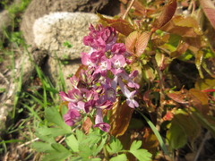 Corydalis turtschaninovii