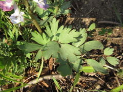 Corydalis turtschaninovii