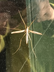 Tipulomorpha