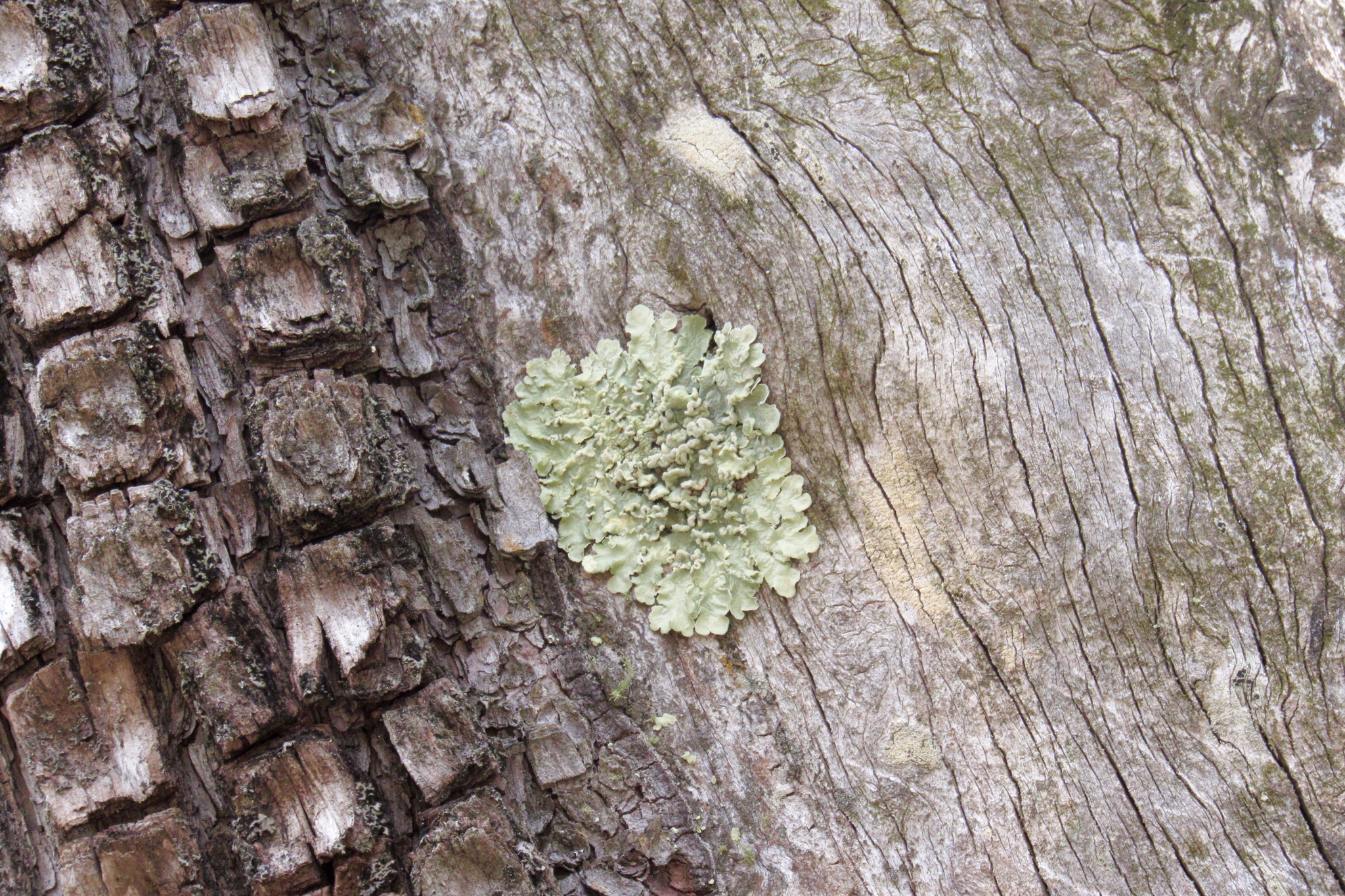 Flavopunctelia soredica image