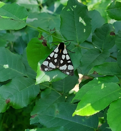 Cream-spot Tiger