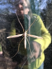 Tipulomorpha